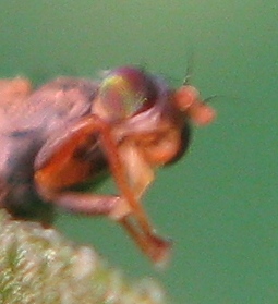 Tephritidae ?